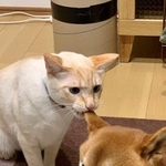 柴犬の耳をかじる猫の衝撃写真がTwitter上で話題に（tamagoさん提供）