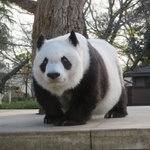 高さのある櫓に登ったタンタン。気持ち良さそうです（画像は王子動物園公式ツイッターから）