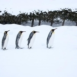 ペンギンの行進。雪道を歩くお手本です（kiyopayo/stock.adobe.com)