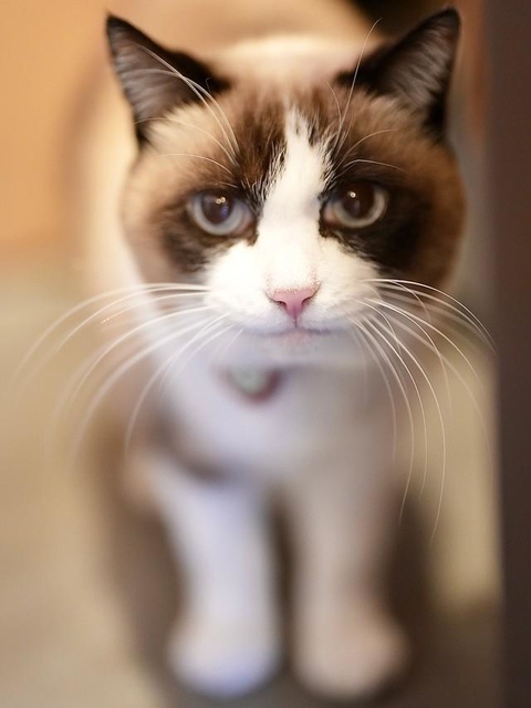 ２代目看板猫のそら