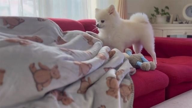 さらに右前足で「とんとん」（画像提供：ぼく、ポメラニアンのぽんちゃん！）