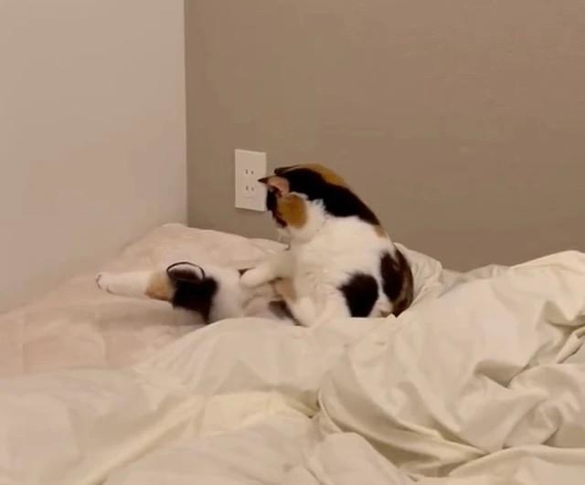 あれ…この辺にあるはずなんだけどにゃ…？？？