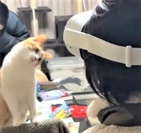 首をかしげるきなこくん（きょうへいさん提供、Twitterよりキャプチャ撮影）