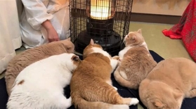 ストーブを出したら大渋滞！モフもモフ猫5匹がTwitter上で話題に（みかんとじろうさんちさん提供、Twitterよりキャプチャ撮影）