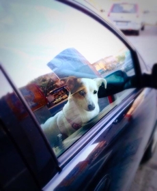 車内に残された犬、大丈夫かな…車に寄ってみると…？　※画像はイメージです（Antonio Gravante/stock.adobe.com）