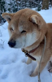 雪の中でブルブル震える柴犬さんがTwitter上で話題に（柴桜 三朗太さん提供、Twitterよりキャプチャ撮影）