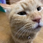 保護当時首輪をつけていた。マイクロチップも埋め込まれていたが、情報登録なし。飼い主はいったいどこに？（たまお母さん提供）