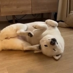 かきかき（画像提供：柴犬ゆきみさん）