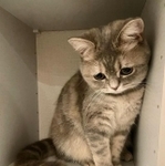 「また明日からお仕事に行っちゃうのかニャ…？」（画像提供：おんぷちゃんさん）