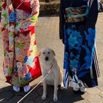 成人式の日、全然構ってもらえずすねていた元保護犬が話題に（現在は過保護犬クーの日常さん提供）