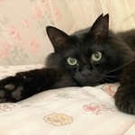 保護猫カフェ「あすなろ」から、優しいお父さんお母さんの家に迎えられたもんちゃん
