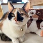 映画『グレムリン』のギズモと猫のギズモちゃんのツーショット。今は似ていないね
