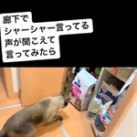 フード袋にプリントされた猫に威嚇する元野良猫の動画がInstagramで話題に（kumiさん提供、Instagramよりキャプチャ撮影）
