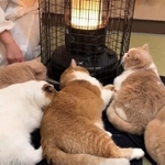 ストーブを出したら大渋滞！モフもモフ猫5匹がTwitter上で話題に（みかんとじろうさんちさん提供、Twitterよりキャプチャ撮影）
