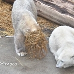 ワラフブキと怪しい気配を察するユキ