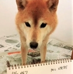 【ビフォー写真】保護された柴犬は「ビビキ」ちゃんと名付けられました（安倍さん提供、Instagramよりキャプチャ撮影）
