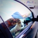 車内に残された犬、大丈夫かな…車に寄ってみると…？　※画像はイメージです（Antonio Gravante/stock.adobe.com）