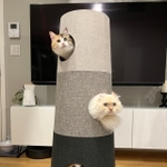 圧巻の猫原木…もといキャットタワー（かにさん提供）