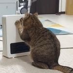 ストーブをつけてとカリカリしてアピールする猫がTwitter上で話題に(「みにら日記-MiniraDiary-」さん提供、Twitterよりキャプチャ撮影)