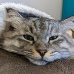 こわかったにゃー（でかい猫グリグリさん提供）