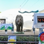 ５トン近かった体重がなんと！！（画像は王子動物園公式ツイッターから）