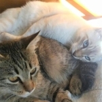 保護後もベジくん（奥）もキジくん（手前）も、保護当時はあばら骨が出るほど痩せていました