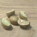 まるで生き物のように動き回るこの豆はいったい…？（とらふずくさん提供）