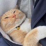 コートの中でぬくぬくする茶トラ猫ちゃんの動画がTwitter上で話題に（「キジトラ・コタローのウキウキDAYS!!」さん提供、Twitterよりキャプチャ撮影）