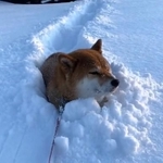雪の中で動かなくなった柴犬さんたちの動画がTwitter上で話題に（「柴2匹と3人で生きていきます。」さん提供、Twitterよりキャプチャ撮影）