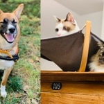 新入り犬と先住猫の異文化交流が話題（蛇蔵さん提供）