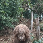ヌッと現れた謎の生き物＝大型犬カフェGRAND MOU《ぐらんむー》さん（@GrandMou_）提供