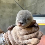 コツメカワウソ赤ちゃんの巣箱に「汚い軍手」入れっぱなし…なぜ？　動物の野生を守りながら母親の育児も支える動物園の思い