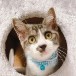 新しい首輪、似合ってる？