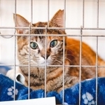 保護猫をお迎えするなら…？（garage38/stock.adobe.com）