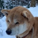 雪の中でブルブル震える柴犬さんがTwitter上で話題に（柴桜 三朗太さん提供、Twitterよりキャプチャ撮影）