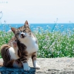 インスタグラムで人気を博す島ネコちゃんたちが写真集になりました