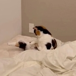 あれ…この辺にあるはずなんだけどにゃ…？？？
