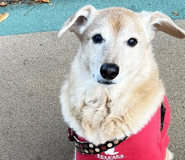 元保護犬のHanaちゃん