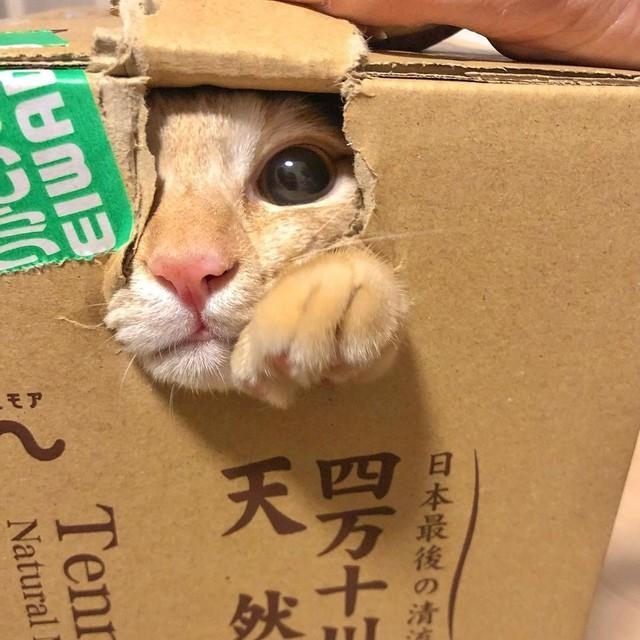 段ボールの隙間からひょこっ