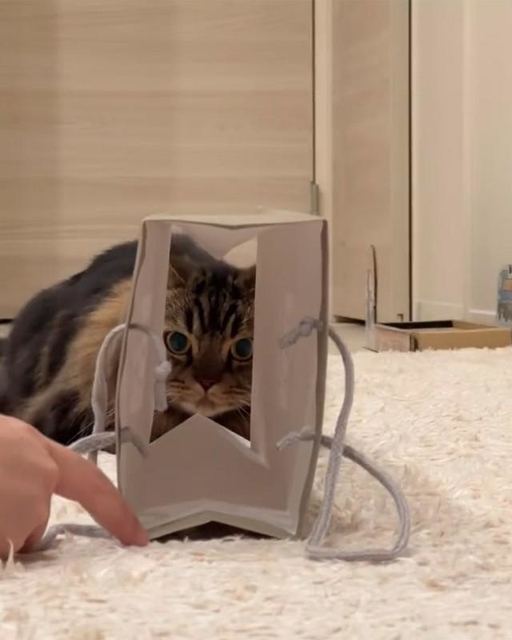 良さげな紙袋発見！…と飛び込んだ猫さんですが！？（マンチカンのアーサーさん提供 ※動画よりキャプチャ）