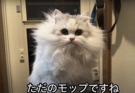 ただのモップになってしまうことも…（ネコランドさん提供、YouTubeよりキャプチャ撮影）
