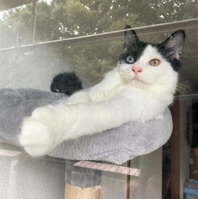 お外を眺めるコハクちゃん。今ではベランダすら出ないほど、お家の中が大好きです