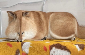 食パンになっちゃった＝柴犬ふう太さん（@fufufufufu_ta）提供