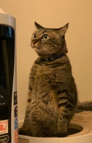 立ちながらウンチする猫ちゃんがTwitter上で話題に(のんさん提供、Twitterよりキャプチャ撮影)