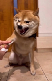 お手てを触られて怒る柴犬がInstagram上で話題に（まめ柴夫婦 豆千代くんとモチ代さん提供、Instagramよりキャプチャ撮影）