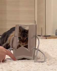 良さげな紙袋発見！…と飛び込んだ猫さんですが！？（マンチカンのアーサーさん提供 ※動画よりキャプチャ）