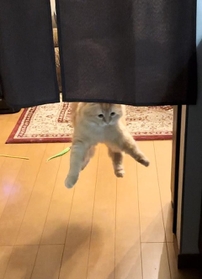 猫らしからぬジャンプを披露するモフモフ猫がTwitter上で話題に（ネコランドさん提供）　