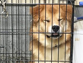 緊張のあまり座りながら寝ることもあった保護犬・ポグバ