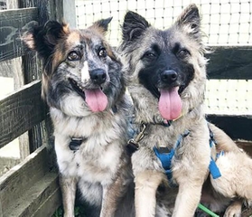 元保護犬・烏龍（左）と、同じく元保護犬で「弟分」のエテ（右）