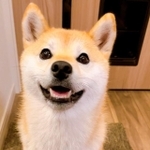 飼い主さんがいつも笑顔だと、こんな素敵なスマイルに！＝柴犬ももさん（@shiba210912）提供